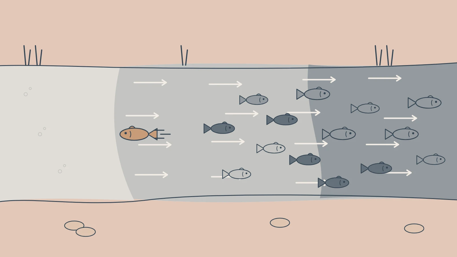 A shoal of fish drifts downstream while one fish swims against the current.